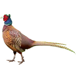 Tarim Pheasant